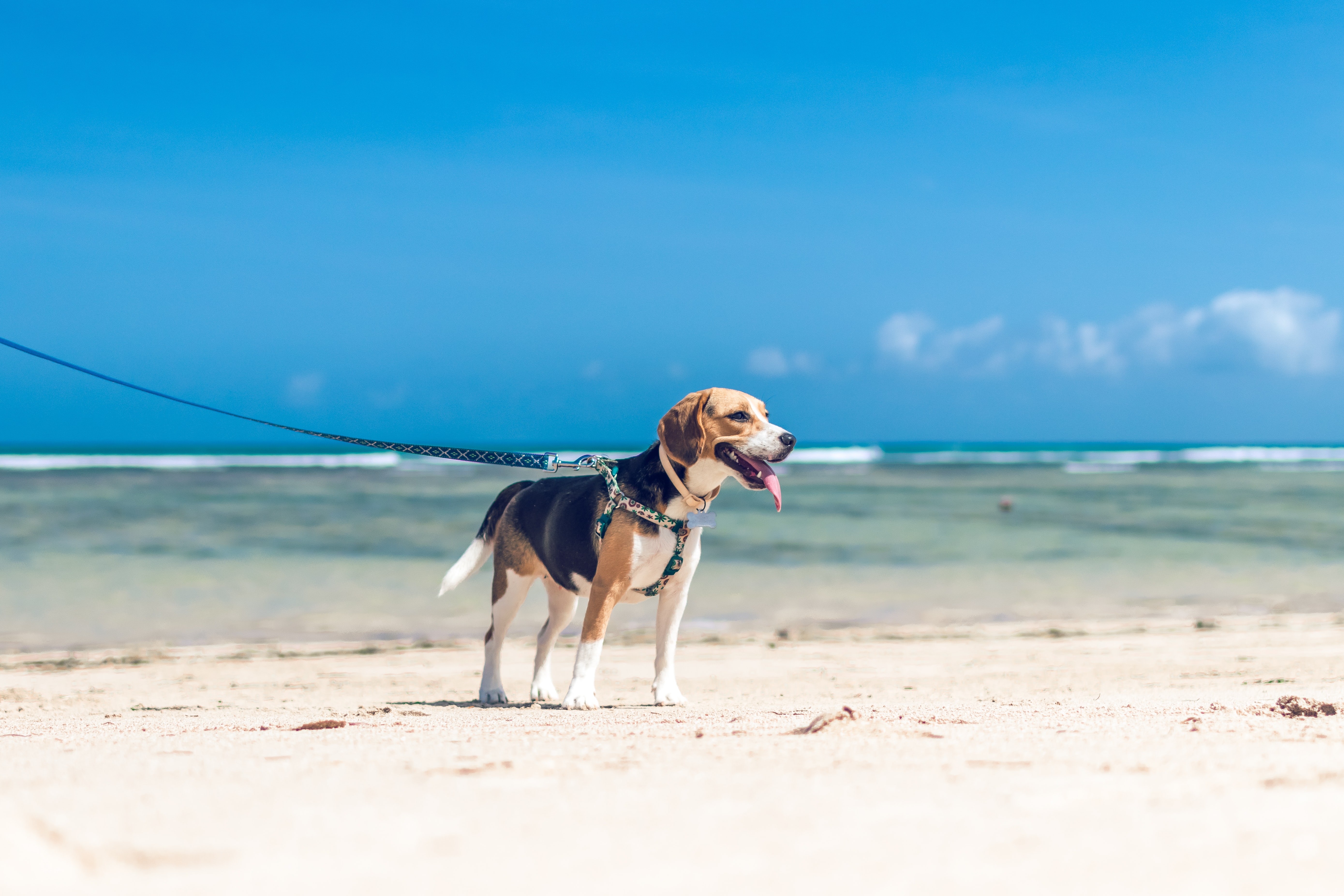 Photo of a beagle on a beach.