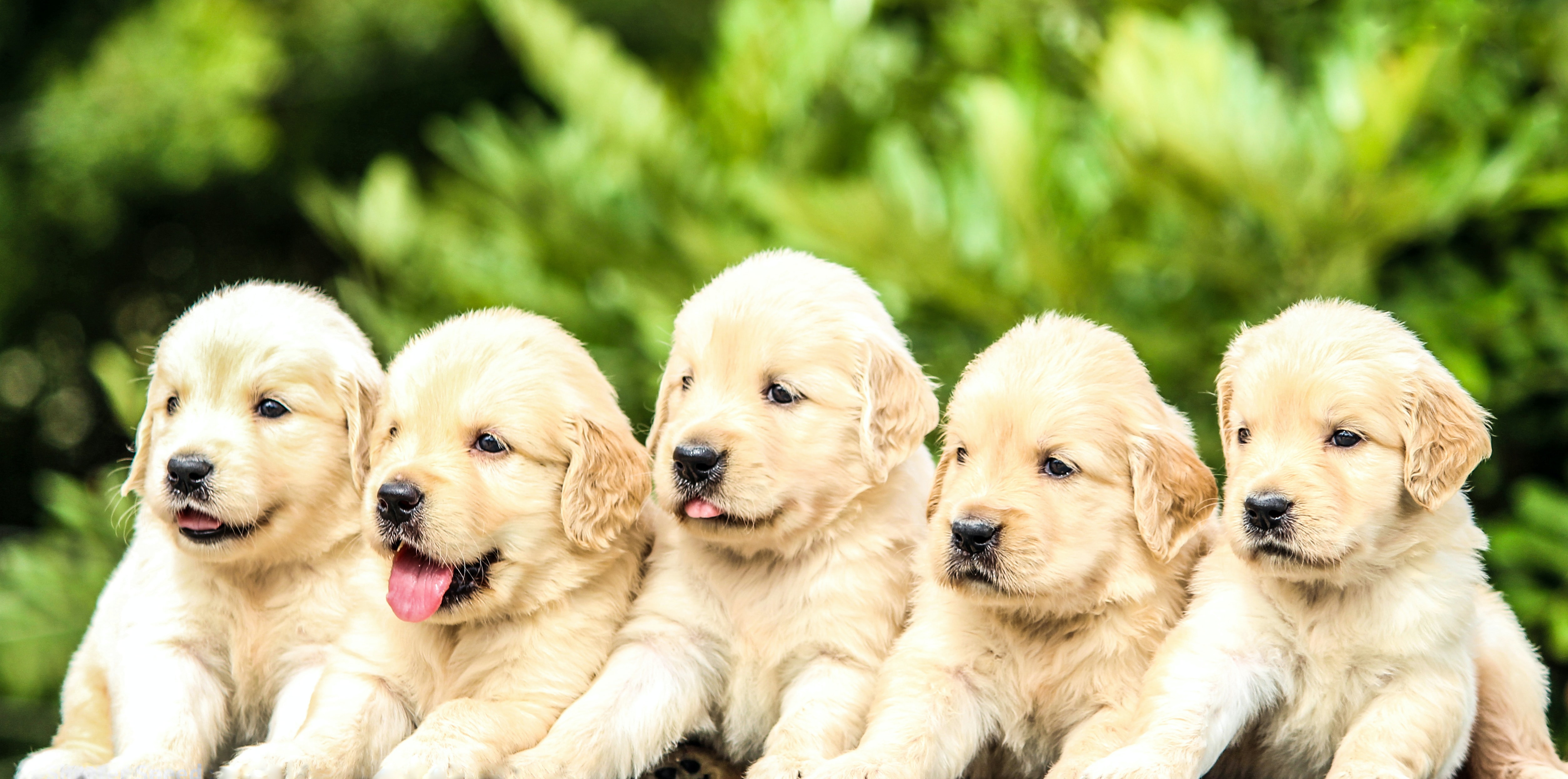 Photo of five golden retriever puppies.