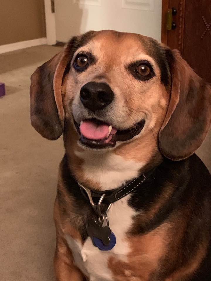 Photo of Cheryl Wisbey's dog, Boo.